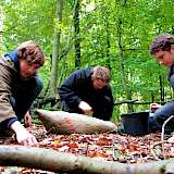 Helfer sammeln die Eicheln aus dem Laubstreu. Foto: Thomas Böhl