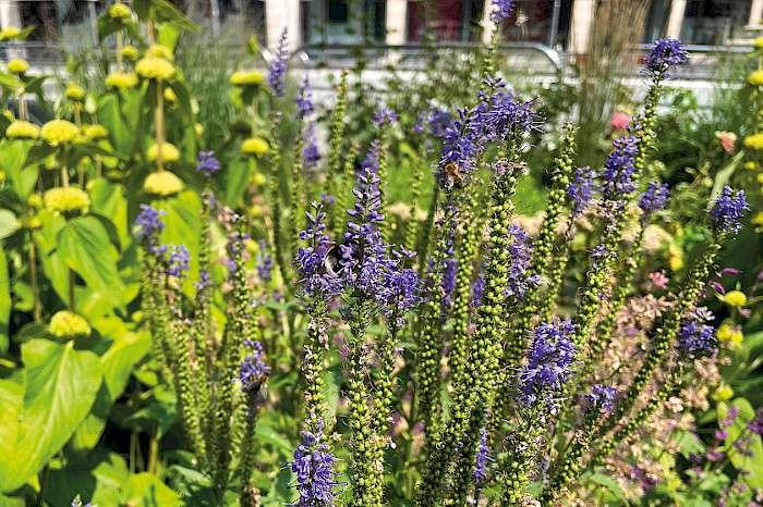 bienenfreundliche Begrünung