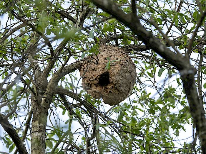 Nest der Asiatischen Gelbfußhornisse